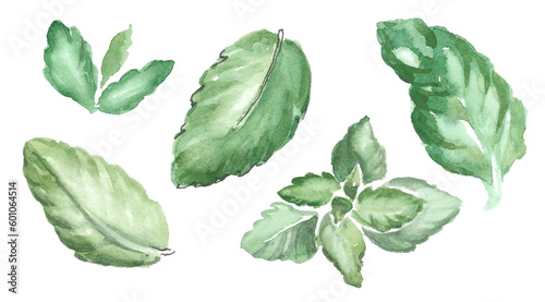peppermint leaves isolated on white background. green individual mint leaves and a bunch of leaves. hand-drawn watercolor illustration. © Tatyana