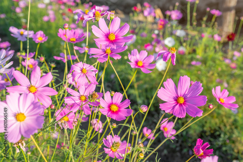 The beautiful cosmos flower in field.