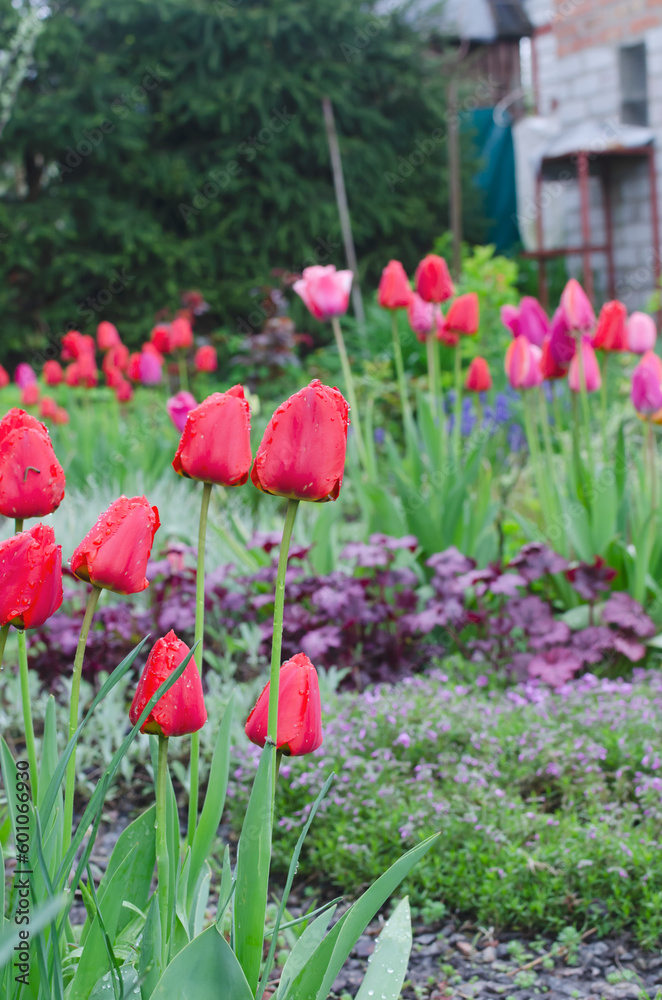 Pink and red tulips after the rain in the garden among the greenery. a drop on a flower. Concept of spring flowers. Vertical orientation. Selective focus. Pink and red tulips after the rain in the garden among the greenery. a drop on a flower. Concept of spring flowers. Vertical orientation. Selective focus.