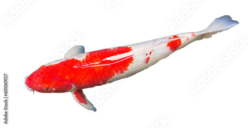 Kohaku koi carp fish with red and white is swimming in carp pond, countryside park. Isolated, transparent, on white background, photograph, PNG file.