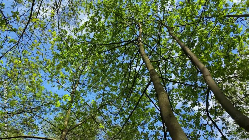 Bottom up view of the blue sky through the green spring foliage of the trees. Walking through the forest on a sunny spring day, UHD, 4K Bottom up view of the blue sky through the green spring foliage of the trees. Walking through the forest on a sunny spring day, UHD, 4K