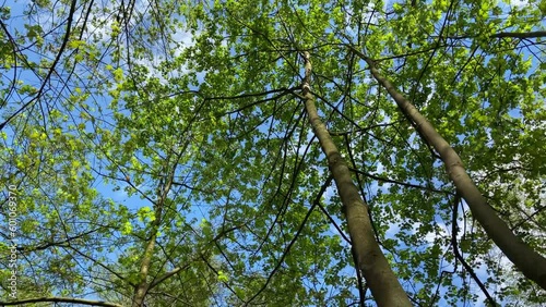 Bottom up view of the blue sky through the green spring foliage of the trees. Walking through the forest on a sunny spring day, UHD, 4K
