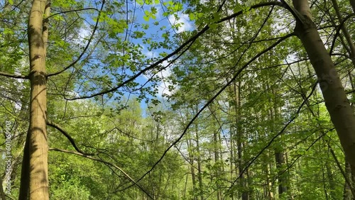 Bottom-up view of the sky before a thunderstorm through the green foliage of trees in the forest. Walk through the forest along the river with large fallen trees. Spring natural forest, UHD, 4K