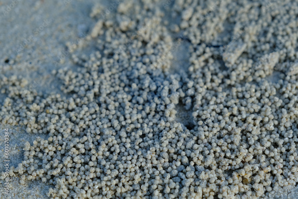 Wildlife in the Beach: Crab Nest on the Sand Wildlife in the Beach: Crab Nest on the Sand