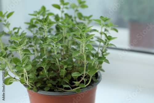 Fresh potted oregano on white background, closeup. Space for text