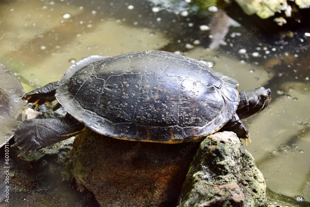 Meso-American slider turtle (Trachemys venusta) in Osnabrück Zoo, June 2018. Meso-American slider turtle (Trachemys venusta) in Osnabrück Zoo, June 2018.