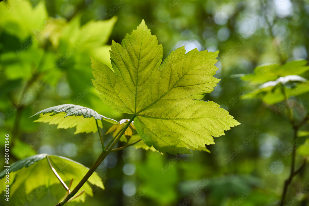 .Fresh leaves in the forest. Beautiful spring blooming leaves. .Fresh leaves in the forest. Beautiful spring blooming leaves.