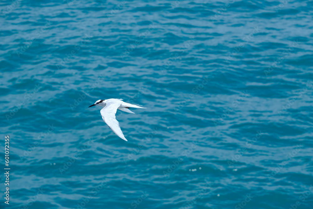 Graceful Flight: White Bird Flying Over the Ocean Above the Ocean Graceful Flight: White Bird Flying Over the Ocean Above the Ocean