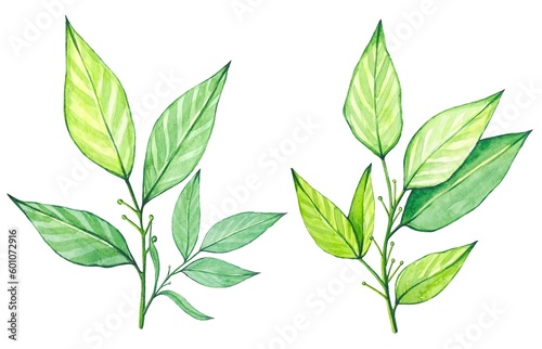 Watercolor bay leaf, botanical illustration isolated on white background