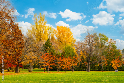 Canvastavla 北海道大学の秋の風景