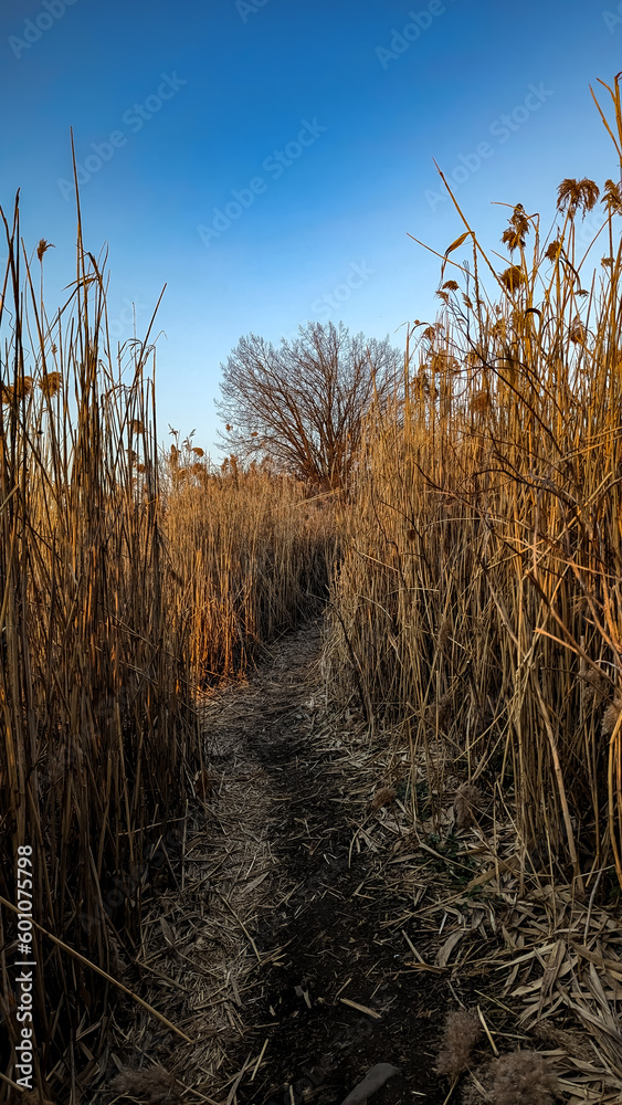 Fototapeta premium morning in a corn field