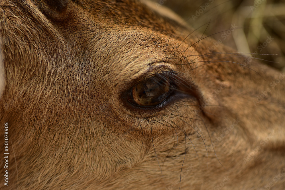 Close up of a deer's eye wild animal concept and mammals, zoo Close up of a deer's eye wild animal concept and mammals, zoo