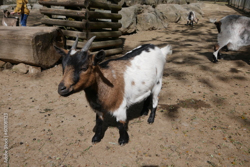 Ziege im Streichelzoo Zoo Hof an der Saale