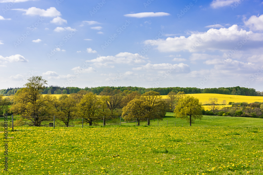 Frühjahrslandschaft mit einer grünen Wiese mit gelben Butterblumen und Bäumen im Hintergrund ein Rapsfeld in voller Blüte