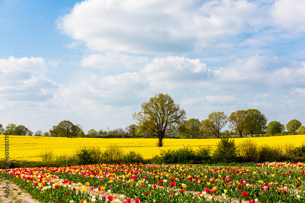 Bunte Tulpenbeete auf einem Bauernhof im Hintergrund ein gelbes Rapsfeld