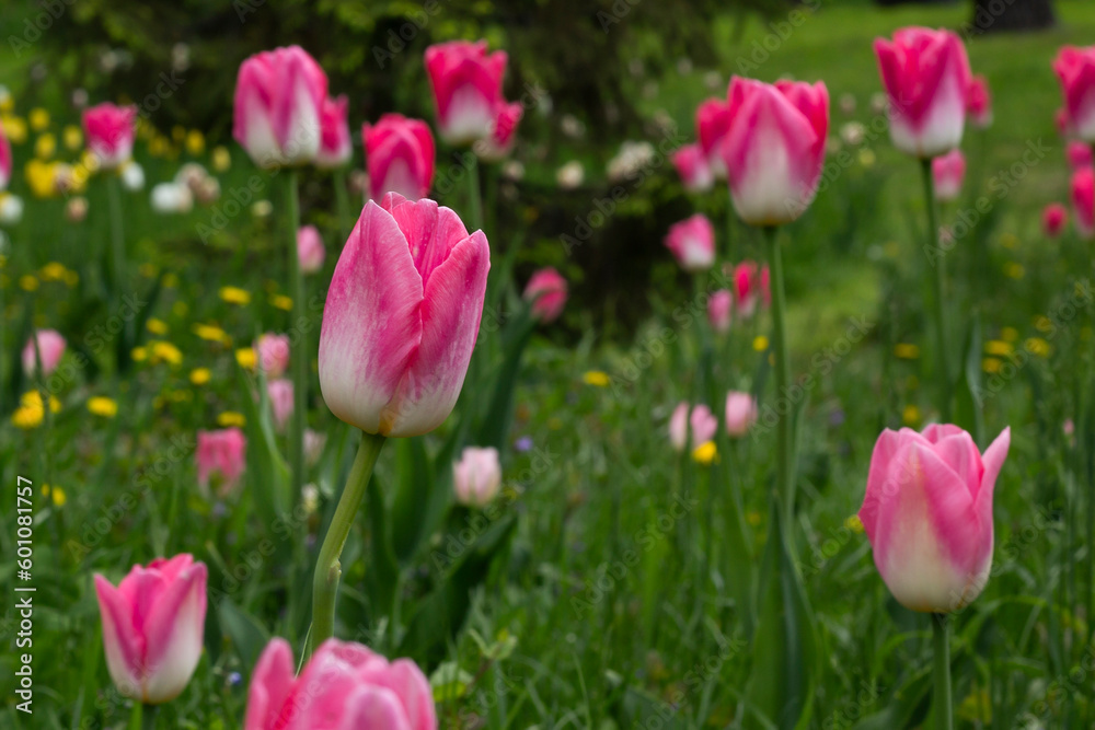 pink tulips in spring