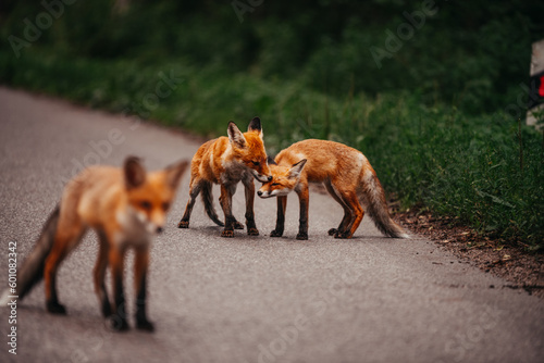 Young foxes playing outside of the forest near the road