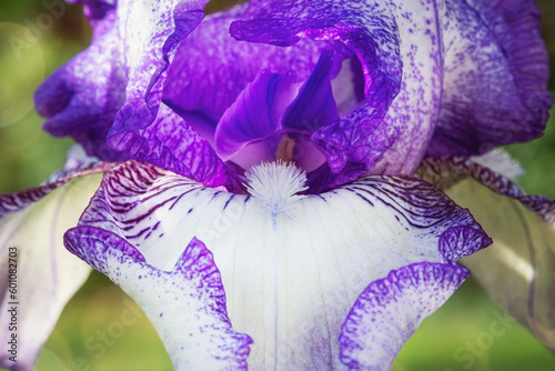 macro closeup of the beard on an iris bloom photo