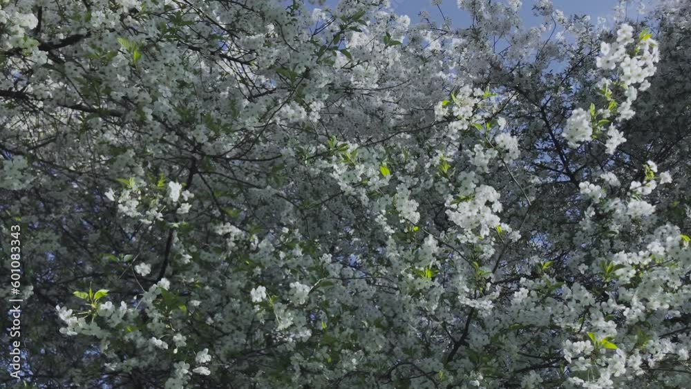 Tree branches covered with beautiful spring white flowers. Spring time blossoming. Tree branches covered with beautiful spring white flowers. Spring time blossoming.
