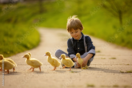 Beautiful preschool boy, playing with little ducks on the street in little village photo