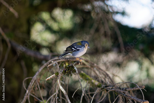 Portugal - Madeira - Madeira-Buchfink - Fringilla coelebs madeirensis photo