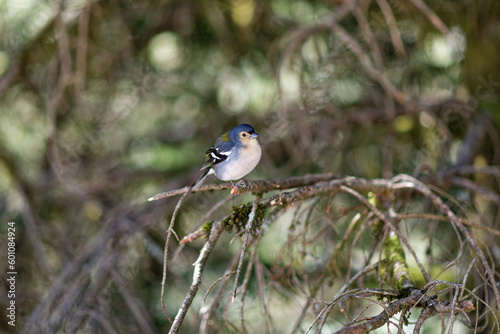 Portugal - Madeira - Madeira-Buchfink - Fringilla coelebs madeirensis photo