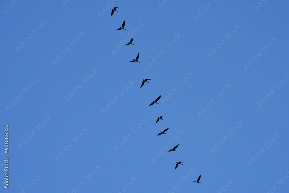 Migratory birds in the blue sky Migratory birds in the blue sky