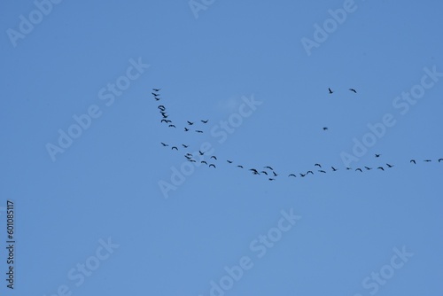 Migratory birds in the blue sky