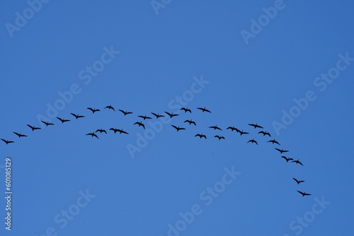 Migratory birds in the blue sky