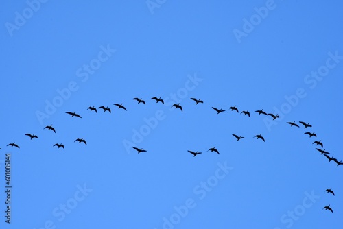 Migratory birds in the blue sky © SHARKY PHOTOGRAPHY