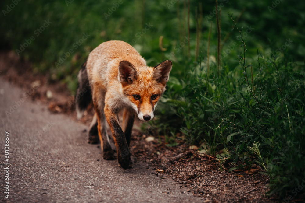 Fototapeta premium Young foxes playing outside of the forest near the road