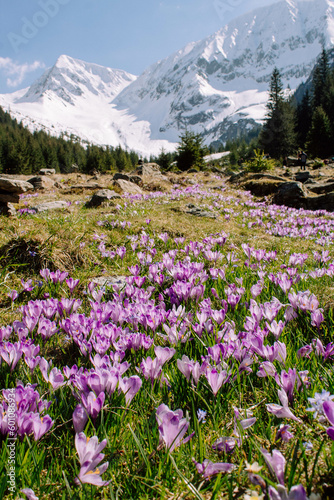 Purple wild flowers in the snowy mountains