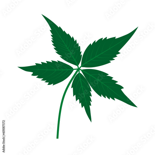 Palmately compound leaf, an example of a compound leaf. Parthenocissus quinquefolia.