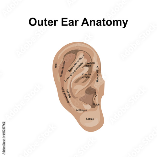The Anatomy of external Ear vector illustration.Ear anatomy-Outer ear Vector illustration.Labeled diagram with Helix, triangular fossa, Lobule, Antiragus, concha cava, Notch, Navicular fossa,Tragus