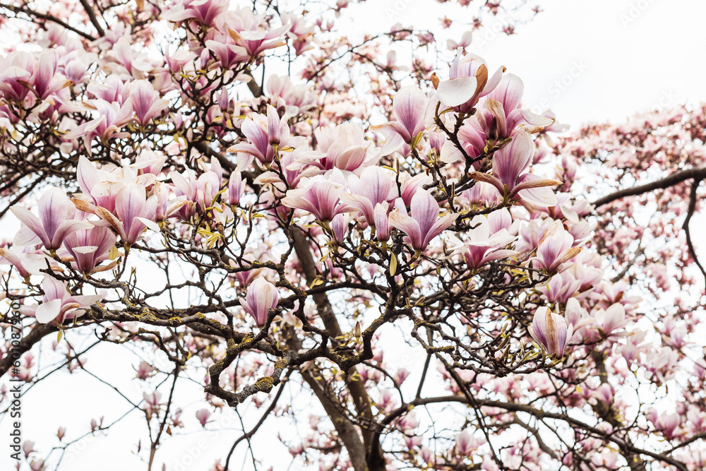 Obraz premium Blooming magnolia tree against bright sunny sky