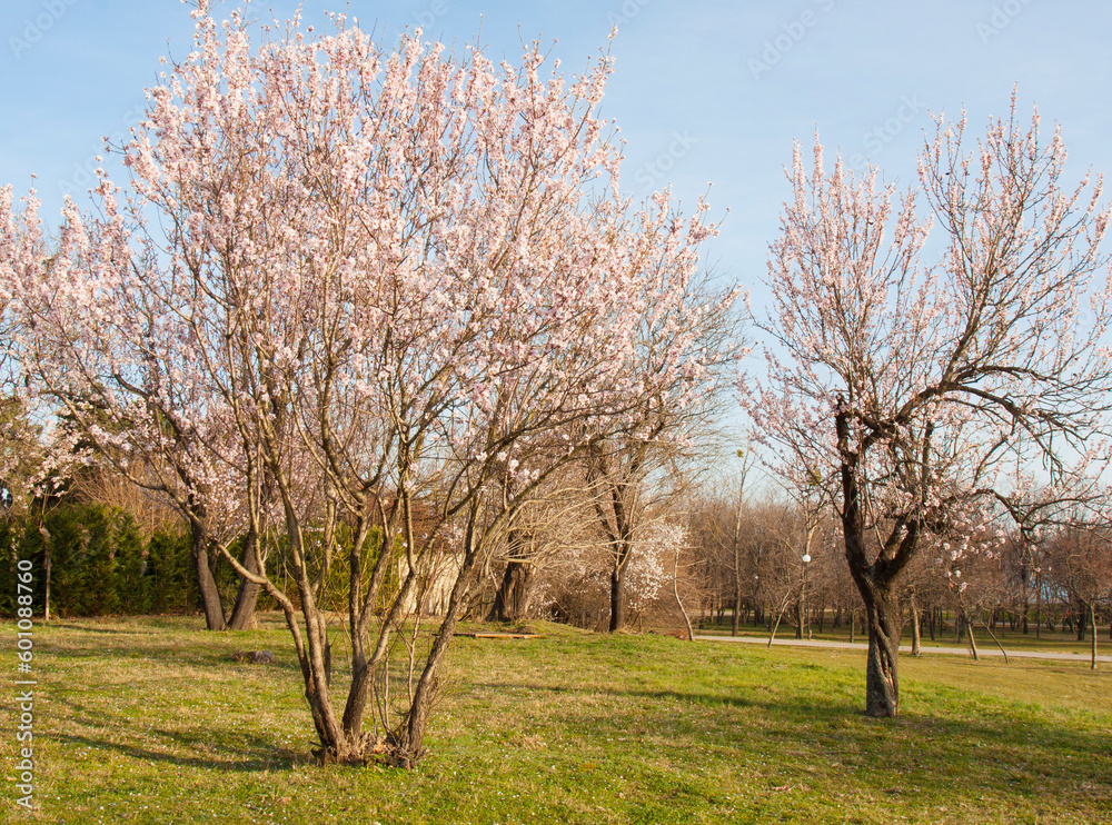 Spring trees in blossom, suburbs of town Varna, Bulgaria. Spring trees in blossom, suburbs of town Varna, Bulgaria.