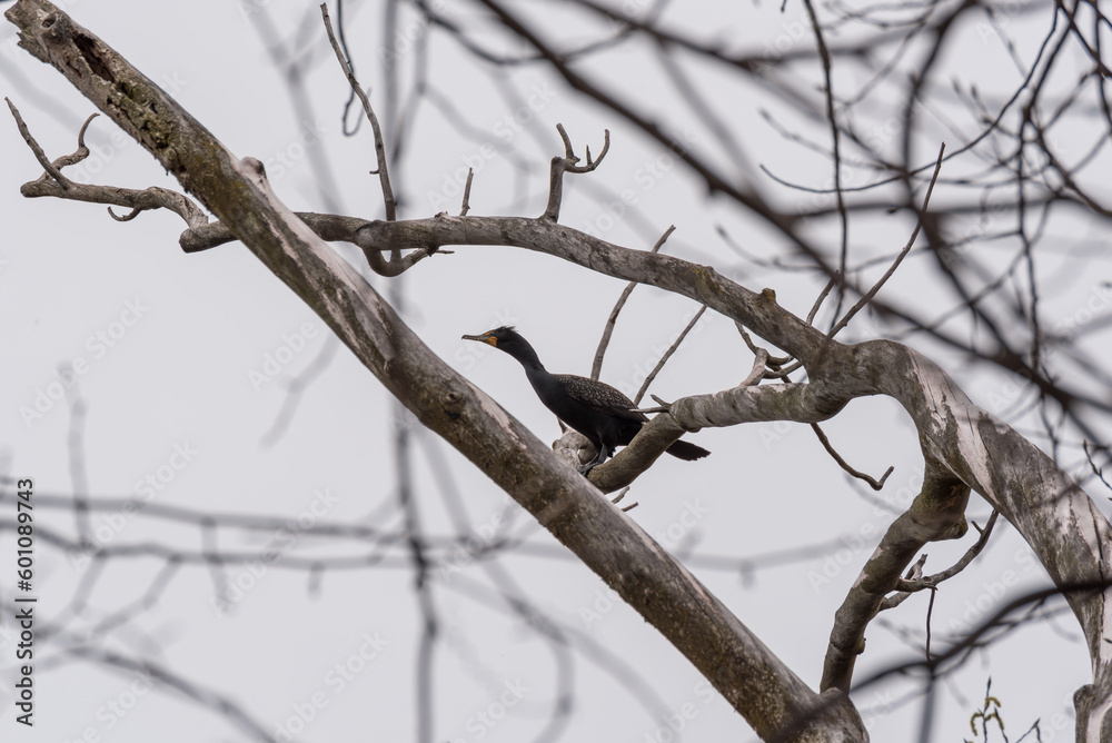 A Cormorant Perched On a Tree Limb In Spring A Cormorant Perched On a Tree Limb In Spring