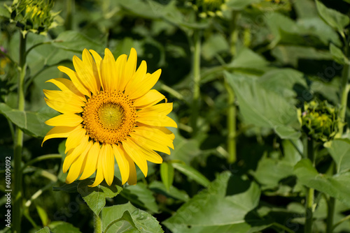 Beautiful yellow color sunflower with green leaf background