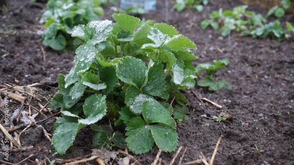 Young Strawberry Bush with Green Leaves covered in Snow in Spring. Garden in Late April, May. Cold Weather Affect Strawberries Concept. Young Strawberry Bush with Green Leaves covered in Snow in Spring. Garden in Late April, May. Cold Weather Affect Strawberries Concept.