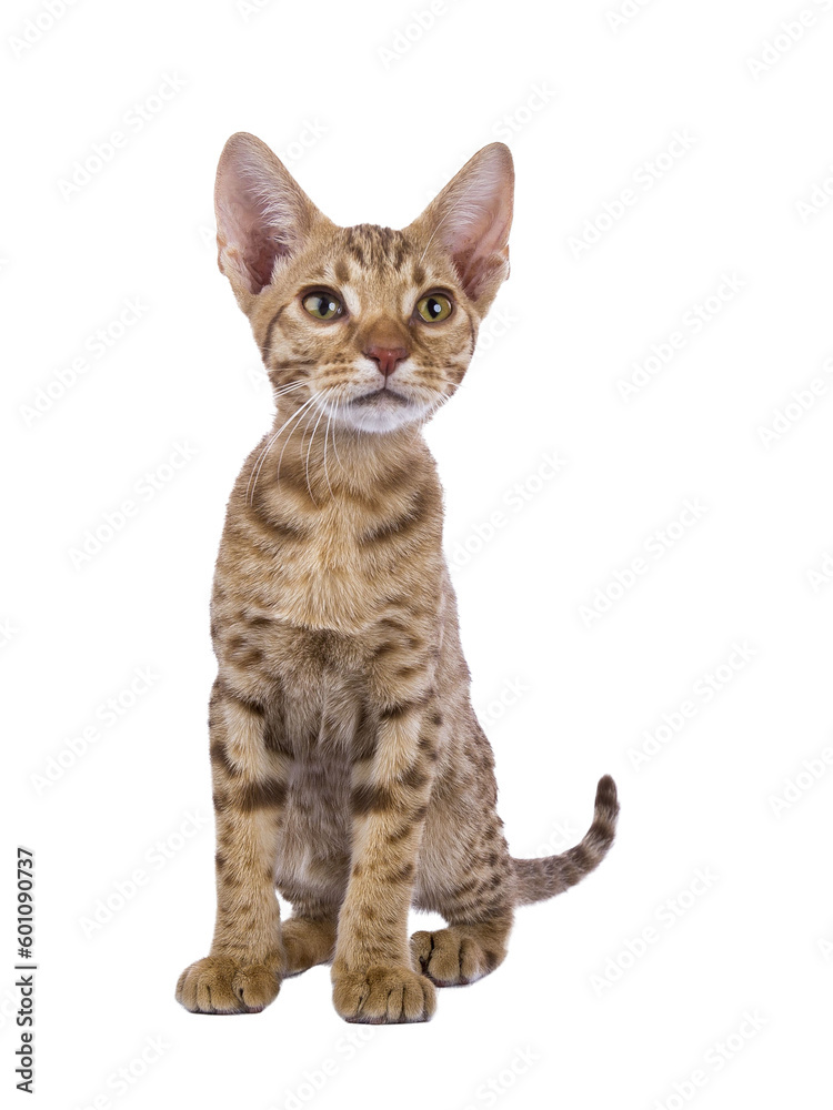 Naklejka premium Sweet Ocicat cat kitten, sitting up facing front. Looking curiously above camera. Isolated on a transparent background.