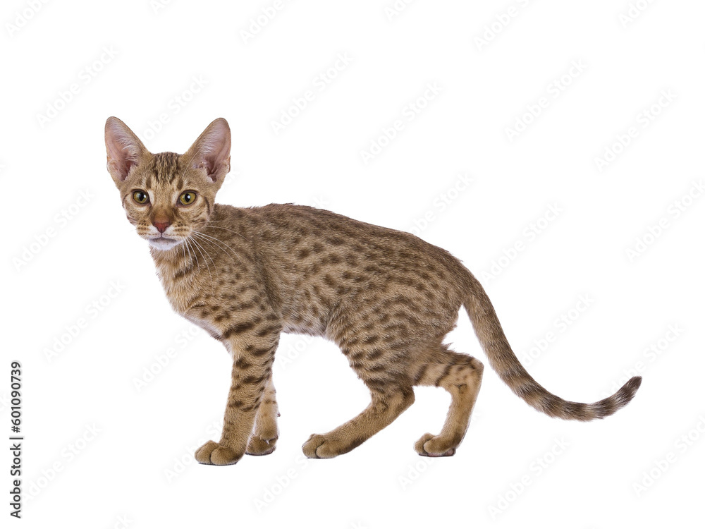 Sweet Ocicat cat kitten, standing side ways. Looking towards camera. Isolated on a transparent background. Sweet Ocicat cat kitten, standing side ways. Looking towards camera. Isolated on a transparent background.