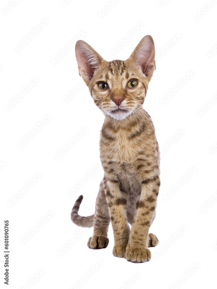 Sweet Ocicat cat kitten, standing facing front. Looking curiously to camera. Isolated on a transparent background. Sweet Ocicat cat kitten, standing facing front. Looking curiously to camera. Isolated on a transparent background.