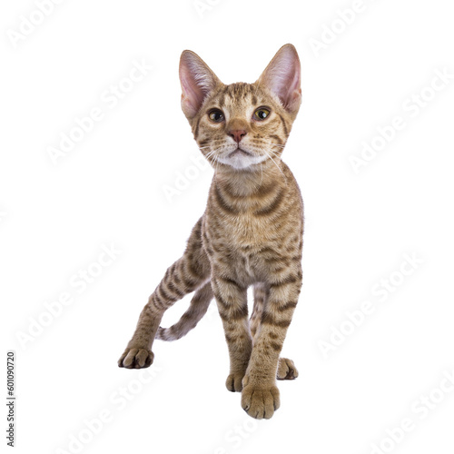 Sweet Ocicat cat kitten, standing facing front. Looking curiously above camera. Isolated on a transparent background.