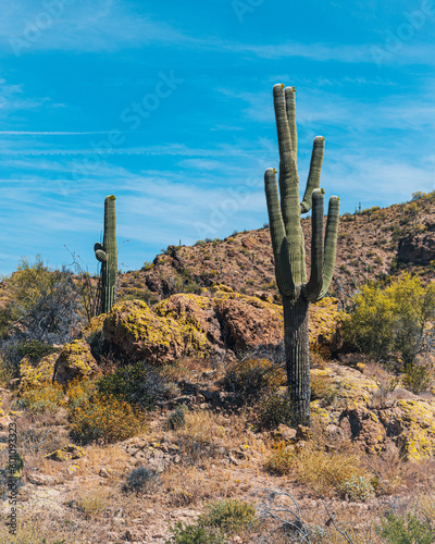 Saguaros in the Desert