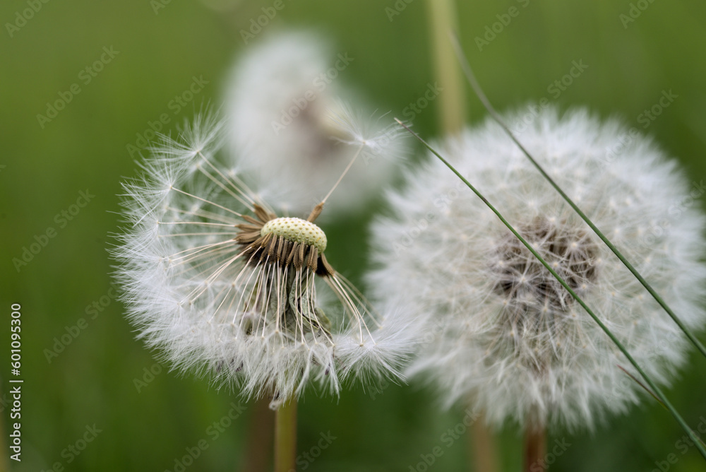 Fototapeta premium Dandelions with fluff in field.