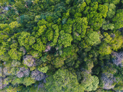 Tropical gree tree rain forest on island aerial view