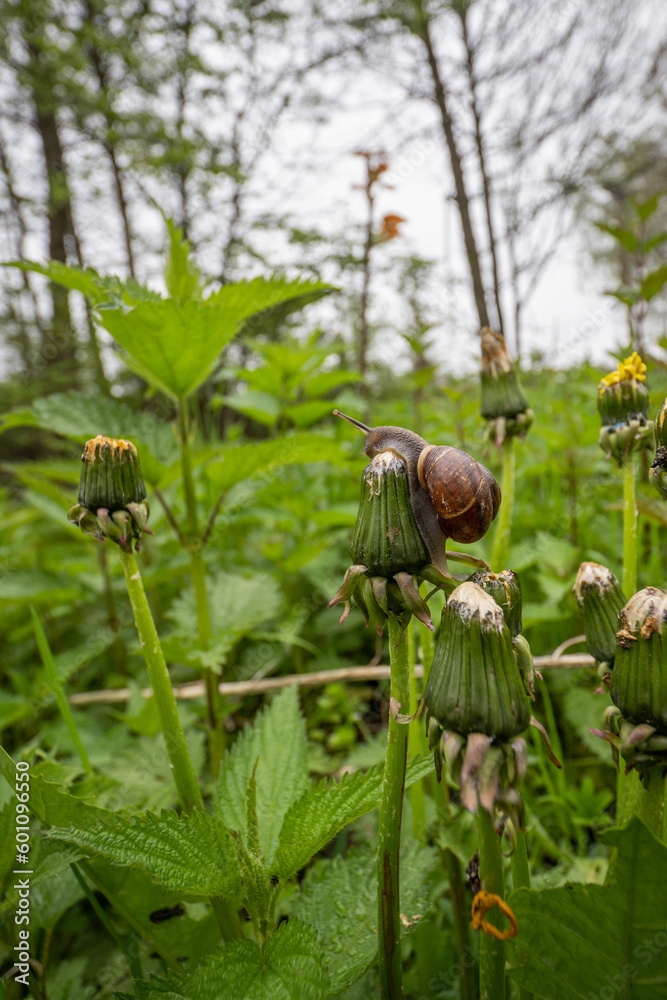 A brown-shelled snail crawls up a dandelion.