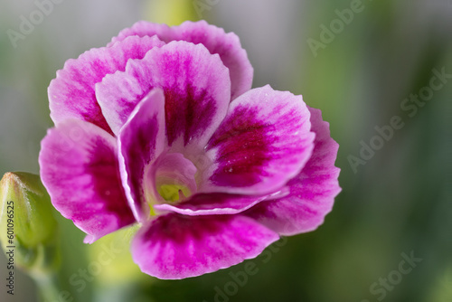 Pink garden carnation flower in detail.
