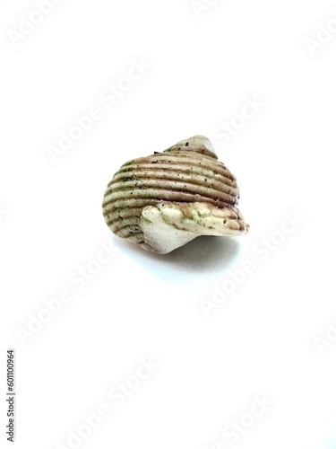 white conch shell isolated on white background