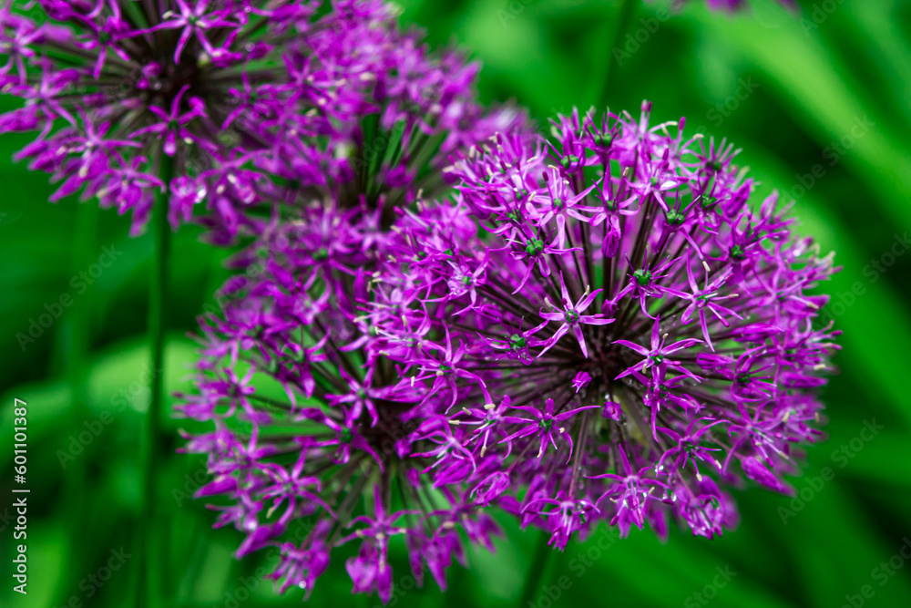 lilac flowers like dandelion. Flower Onion Christophe lilac flowers like dandelion. Flower Onion Christophe